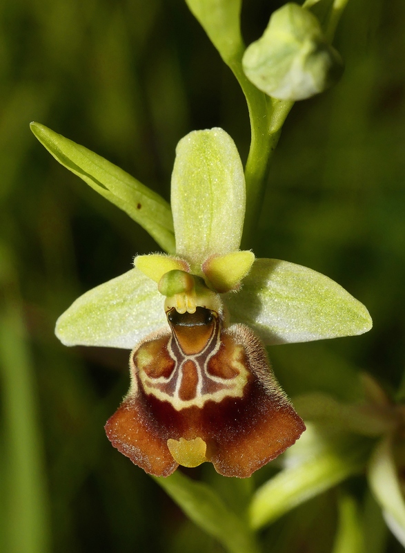 Ophrys lacaitae tra introgressioni e forme ibride  Molise 2023.